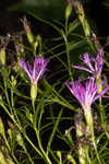 Narrowleaf ironweed 